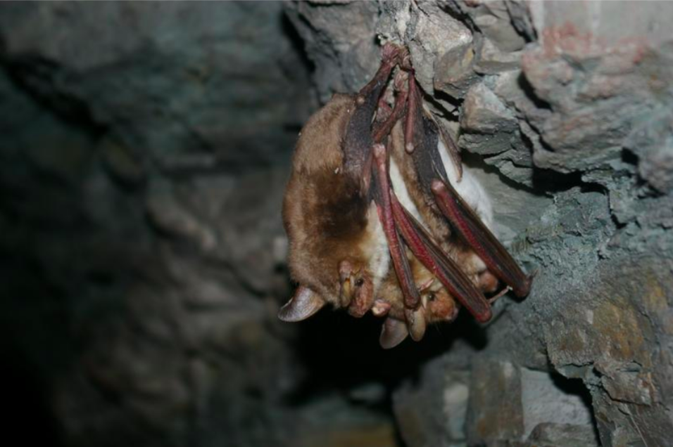 Nahaufnahme einer Fledermaus Nahaufnahme einer Fledermaus